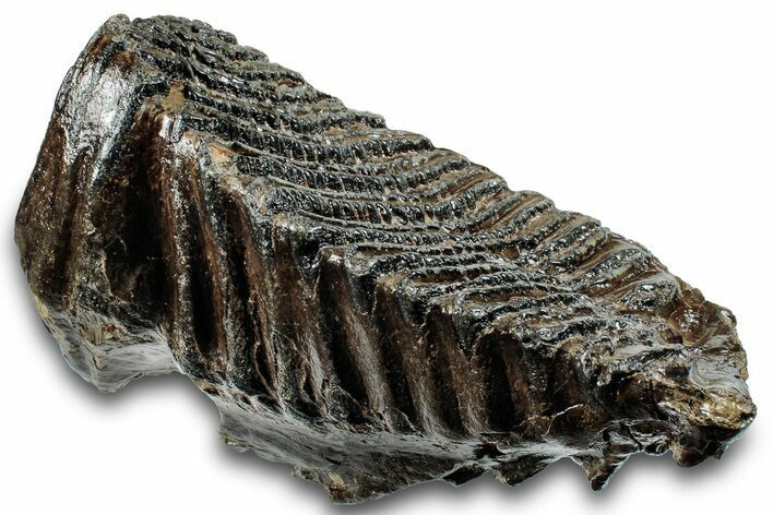 Fossil Woolly Mammoth Molar - Siberia #260363